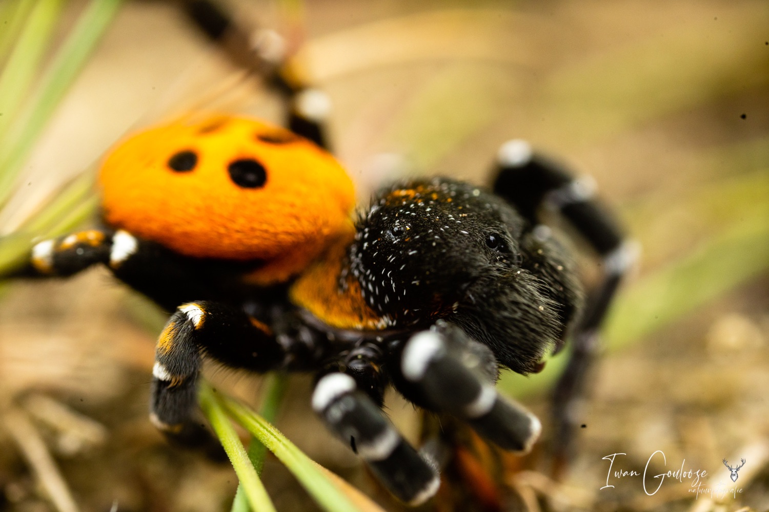 14 mei 2023 151851  R2A1607